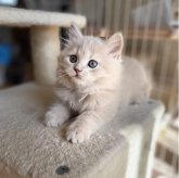 スコティッシュフォールド(立ち耳)