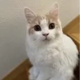 ブリティッシュロングヘア