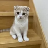 スコティッシュフォールド(折れ耳)