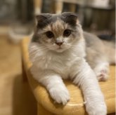 スコティッシュフォールド(折れ耳)