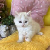 ブリティッシュロングヘア