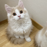 ブリティッシュロングヘア