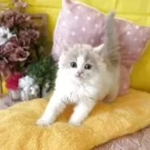 ブリティッシュロングヘア【愛知県・男の子・2025年2月1日・クリーム&ホワイト】の写真3