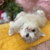 ブリティッシュロングヘア【愛知県・男の子・2025年2月1日・クリーム&ホワイト】の写真14