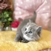 スコティッシュフォールド(立ち耳)【愛知県・女の子・2025年3月31日・ブルークリーム】の写真11