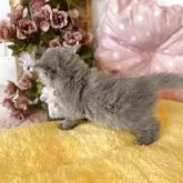 スコティッシュフォールド(立ち耳)【愛知県・女の子・2025年3月31日・ブルークリーム】の写真5