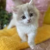 ブリティッシュロングヘア【愛知県・男の子・2025年2月1日・クリーム&ホワイト】の写真10