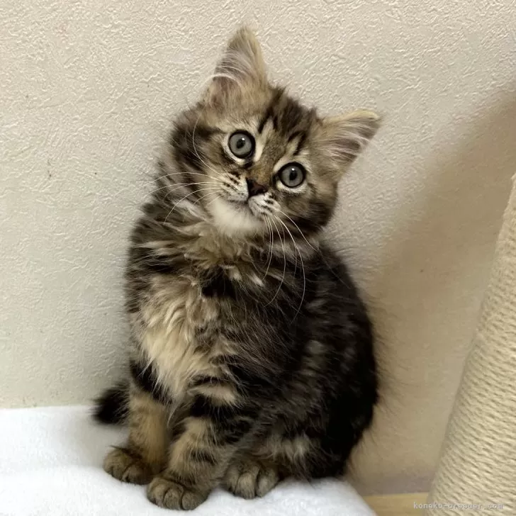 N 様のお迎えした子猫