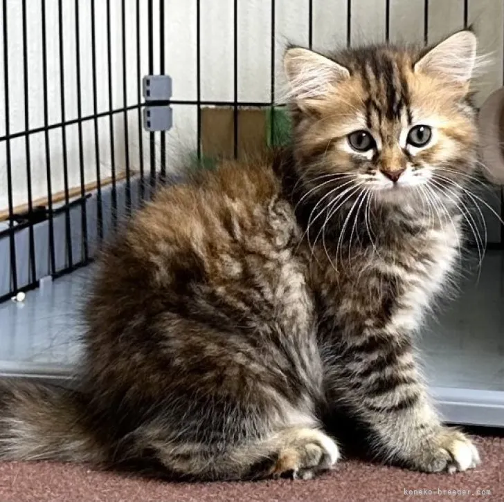 ID：2304-00733の子猫