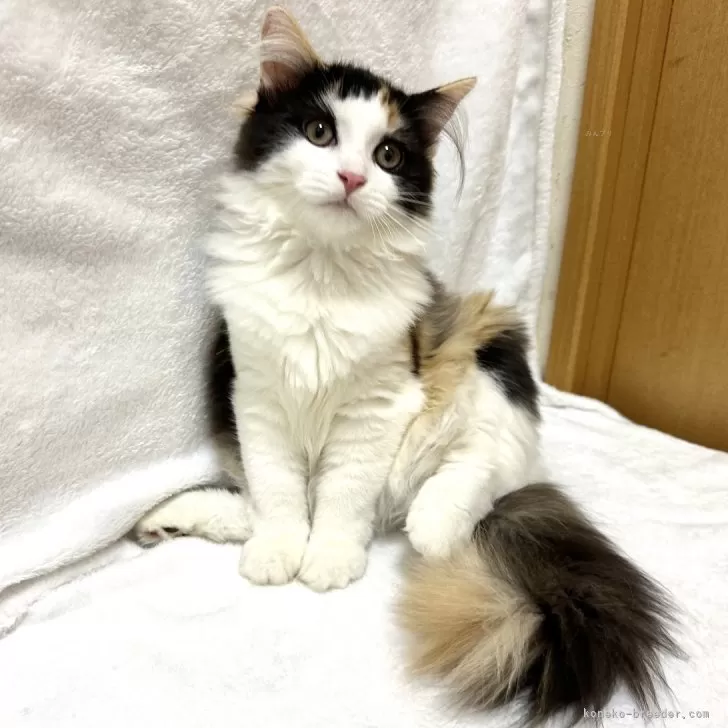 ID：2407-01742の子猫