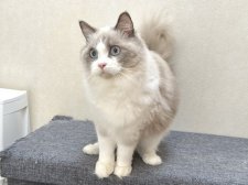 ラグドール【・女の子・2024年4月3日・ブルーポイントバイカラー】