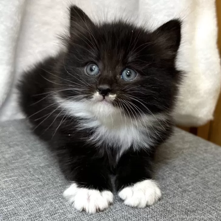 T.O 様のお迎えした子猫