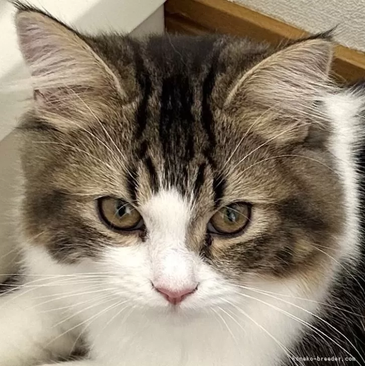 ID：2506-01602の子猫