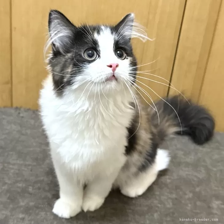 ID：2507-00139の子猫