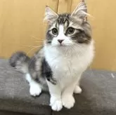 ラガマフィン