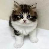ラガマフィン
