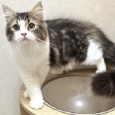 ラガマフィン