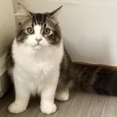 ラガマフィン