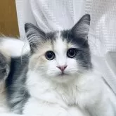 ラガマフィン