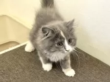 ラガマフィン【千葉県・女の子・2025年11月26日・ダイリュートキャリコ】の写真2