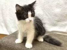 ラガマフィン【千葉県・男の子・2025年6月5日・ブラック&ホワイト】の写真4