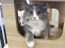 ラガマフィン【千葉県・女の子・2025年11月26日・ダイリュートキャリコ】の写真4