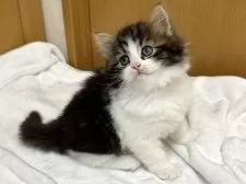 ラガマフィン【千葉県・男の子・2024年12月10日・ブラウンタビー&ホワイト】の写真5