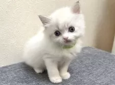 ラグドール【千葉県・男の子・2026年1月1日・ブルーポイントバイカラー】の写真6