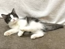 ラガマフィン【千葉県・男の子・2025年6月5日・ブラック&ホワイト】の写真8