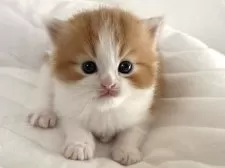 ラガマフィン【千葉県・女の子・2025年11月14日・レッドタビー&ホワイト】の写真6