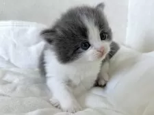 ラガマフィン【千葉県・男の子・2025年11月26日・ブルー&ホワイト】の写真8