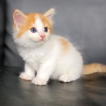 ノルウェージャンフォレストキャット【三重県・男の子・2023年6月29日・レッドタビー&ホワイト（ロング）】の写真「★人懐っこいノルウェー★」