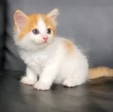 ノルウェージャンフォレストキャット【三重県・男の子・2023年6月29日・レッドタビー&ホワイト】の写真1