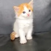 ノルウェージャンフォレストキャット【三重県・男の子・2023年6月29日・レッドタビー&ホワイト】の写真2