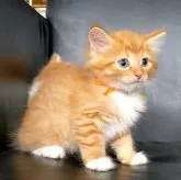 ノルウェージャンフォレストキャット【三重県・男の子・2023年6月29日・レッドマッカレルタビー&ホワイト】の写真4