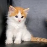 ノルウェージャンフォレストキャット【三重県・男の子・2023年6月29日・レッドタビー&ホワイト】の写真5