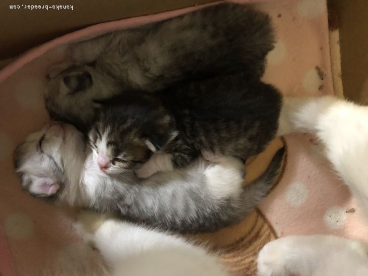宇野　聖那(うの　せな)ブリーダー(岐阜県・サイベリアンなど・Sun kyoto japan cat club登録)の紹介写真2