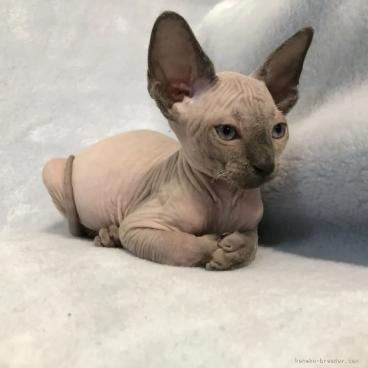 ID:2309-00580の子猫