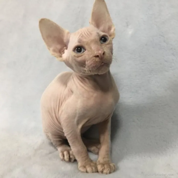 ID：2309-01919の子猫
