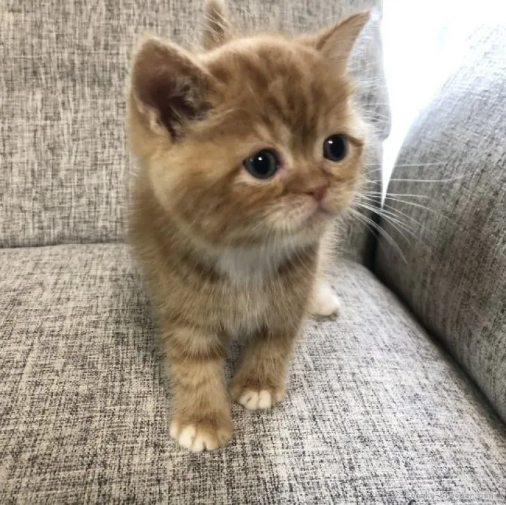 らいち 様のお迎えした子猫
