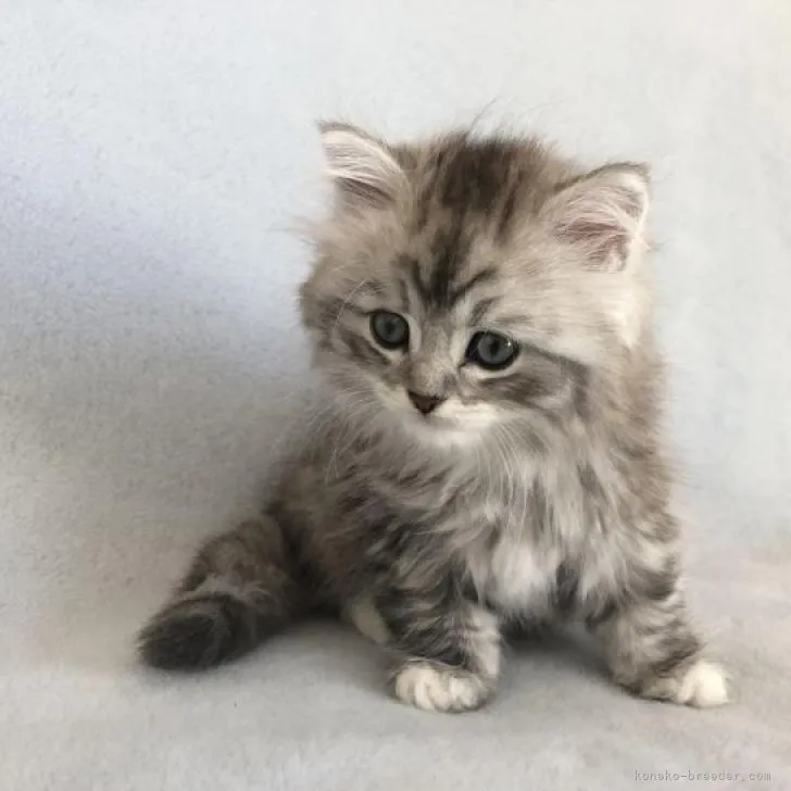 ID:2212-01239の子猫