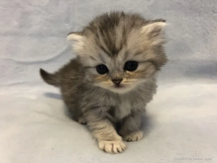 A.H 様のお迎えした子猫