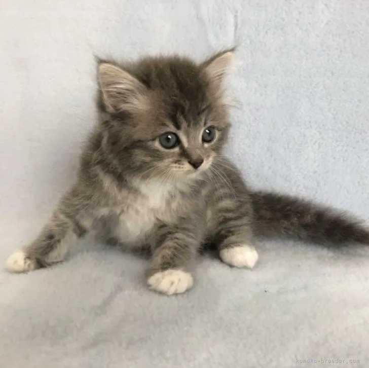 ID:2206-03388の子猫