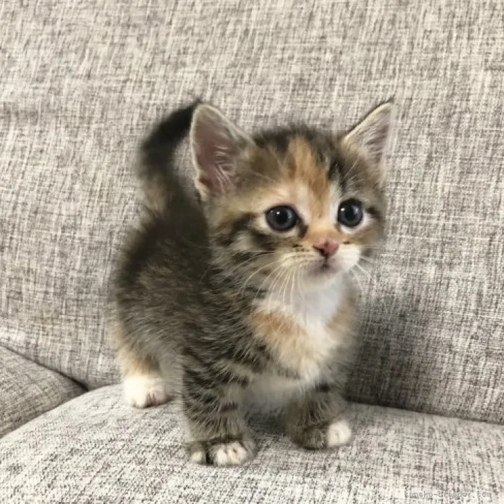 shocat 様のお迎えした子猫