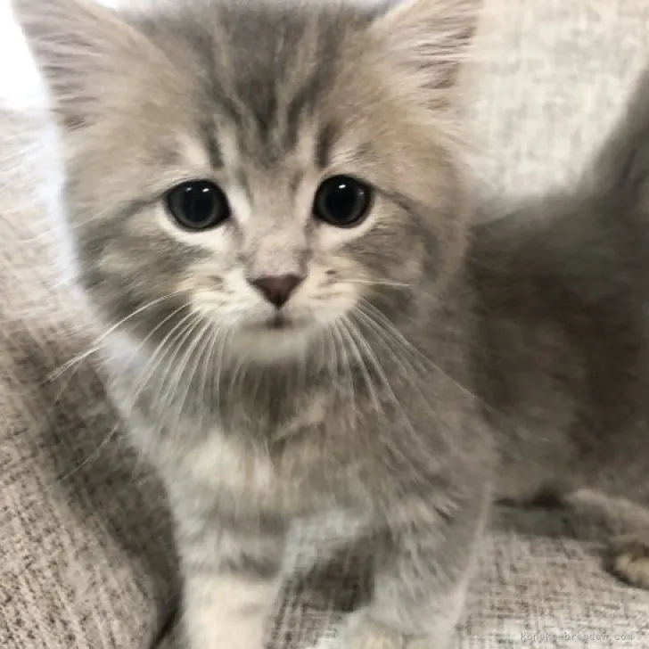 ID：2304-02842の子猫