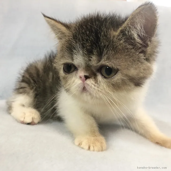 ID:2307-03644の子猫