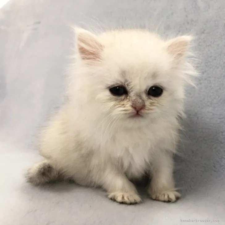 ID:2301-02165の子猫