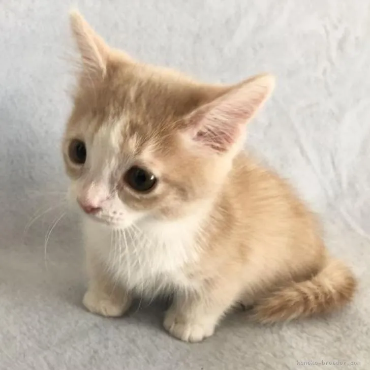 ID:2209-01632の子猫
