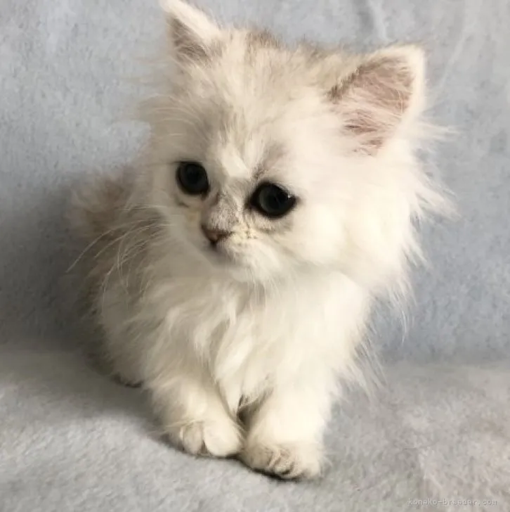 ID:2301-02168の子猫