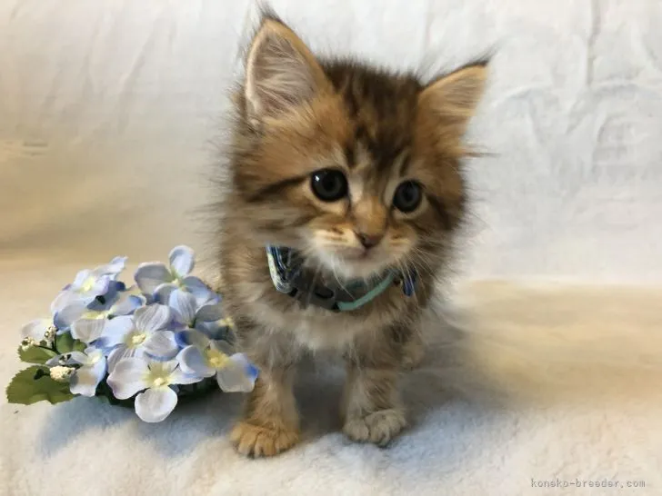 ID：2203-01173の子猫
